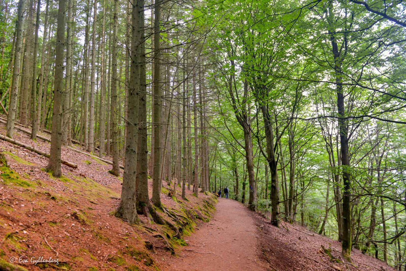 Kullaleden through beech forest and sloping terrain