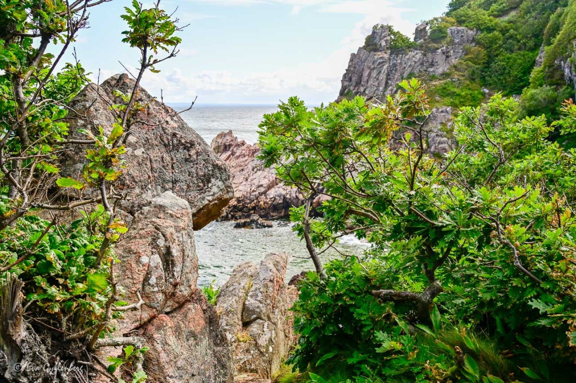 Nästan tropiska växter vid havet i Kullaberg
