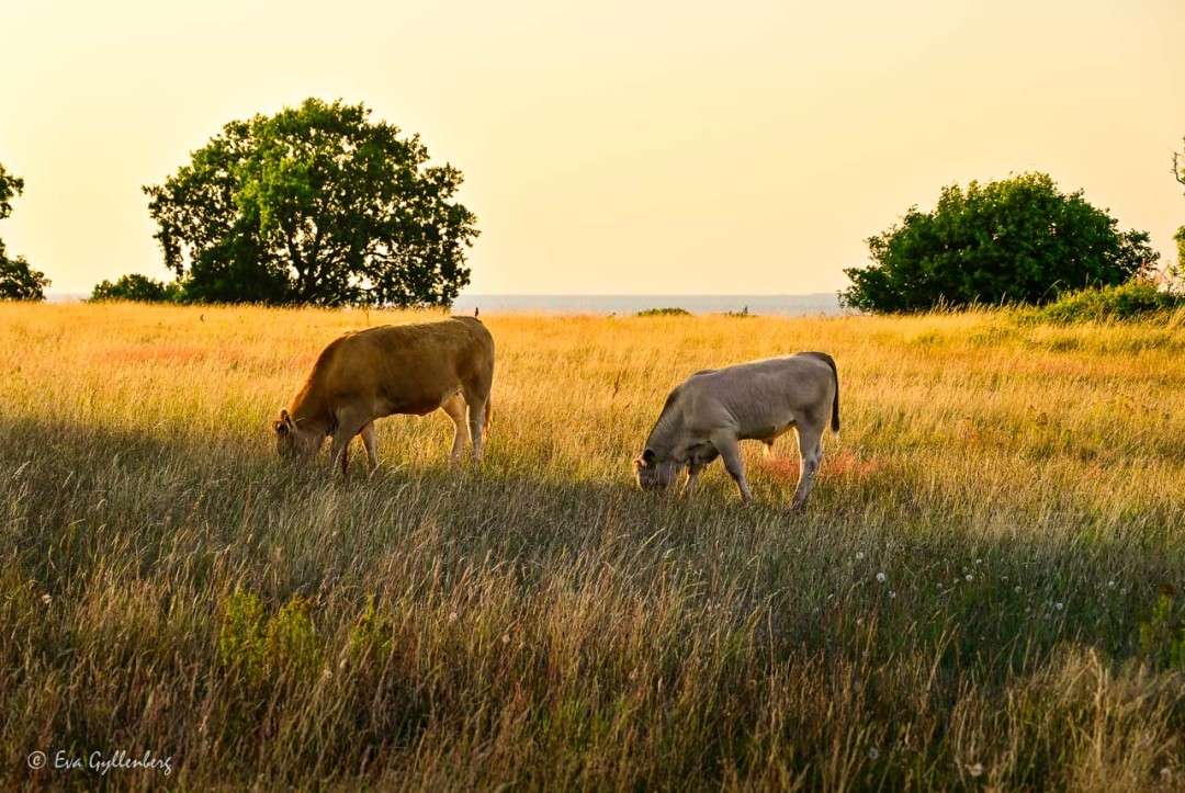 Two grazing cows at sunset in a meadow