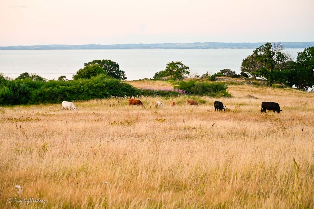Cows graze on Skäret with Skälderviken in the background