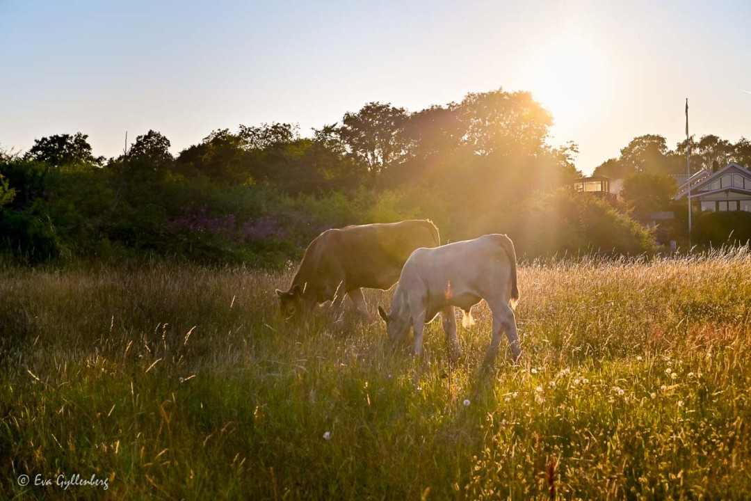Two grazing cows in backlight in a meadow