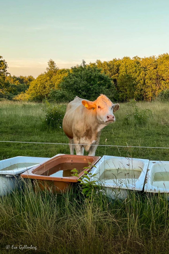 Ko i solnedgång vid vattenfyllda badkar