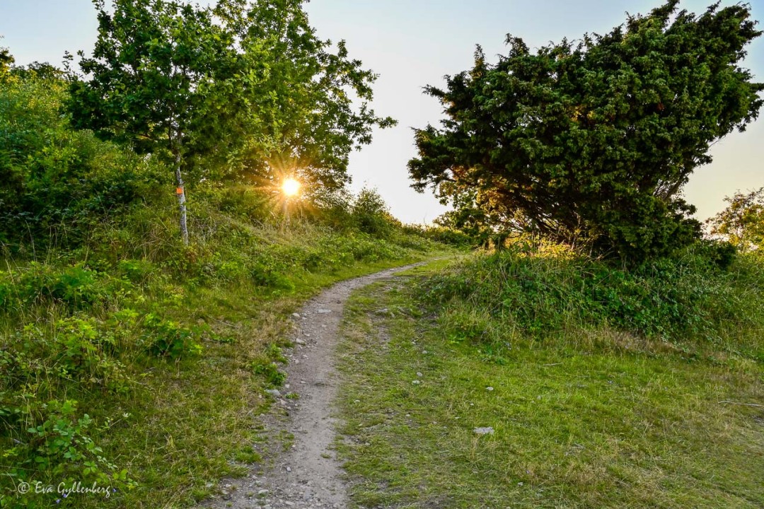 Låg sol vid stig vid Nabbens naturreservat