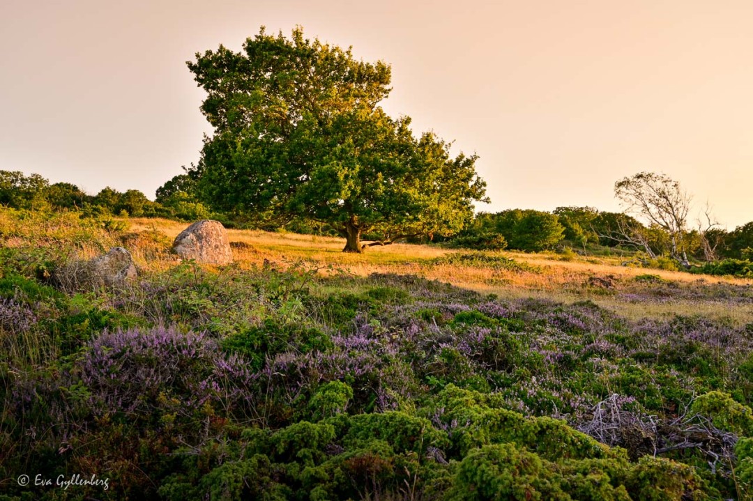 Lonely tree at sunset on Nabben, surrounded by flowering heather