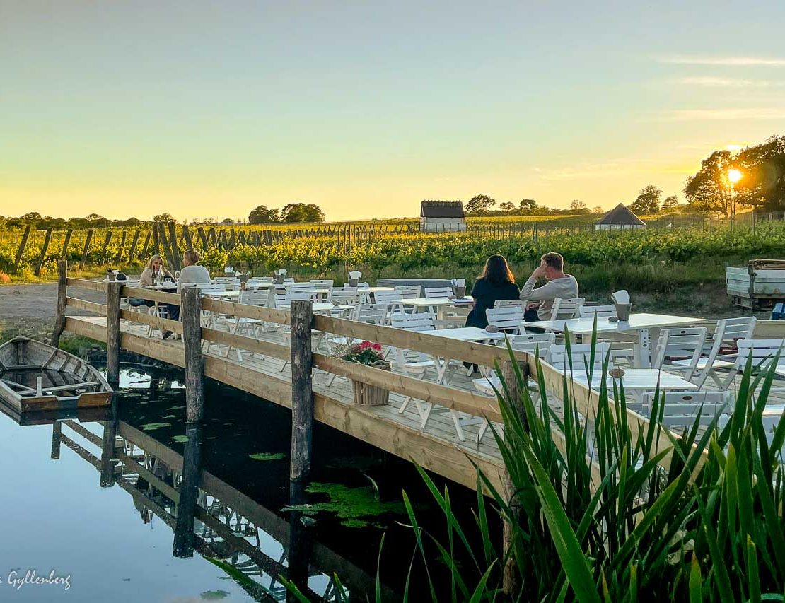 Arild's vineyard