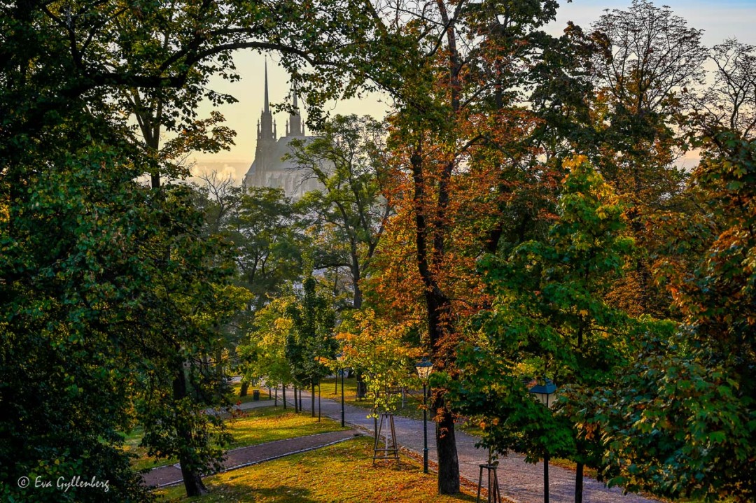 katedralen i Brno genom ett bladverk