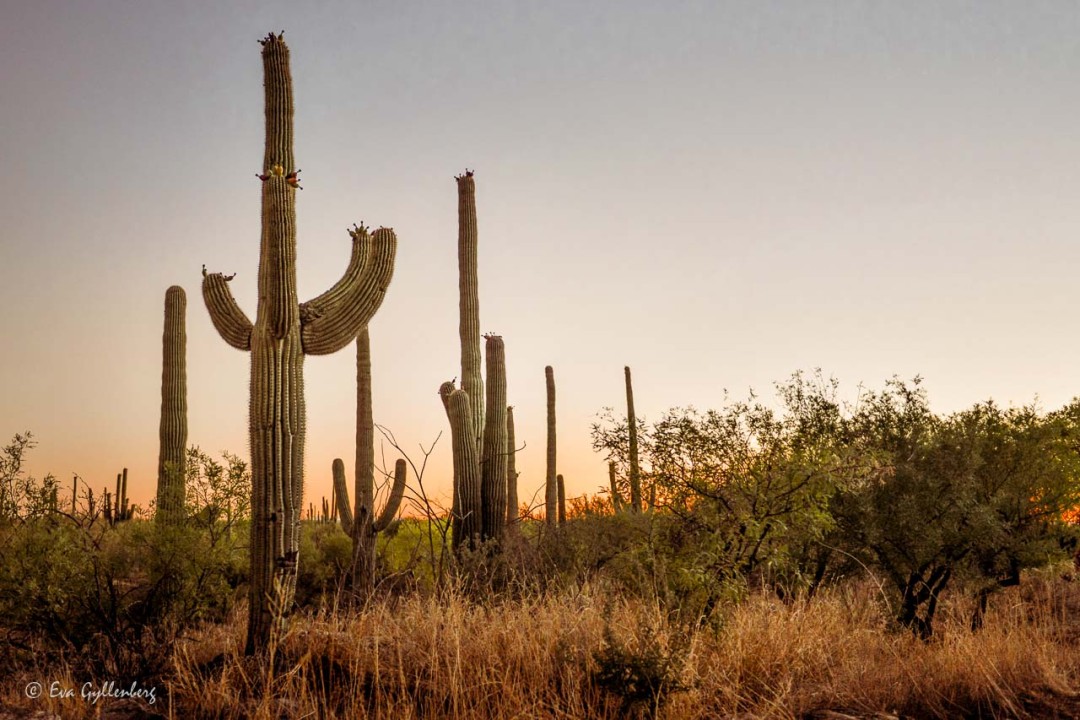 Saguaro-kaktusar i solnedgång