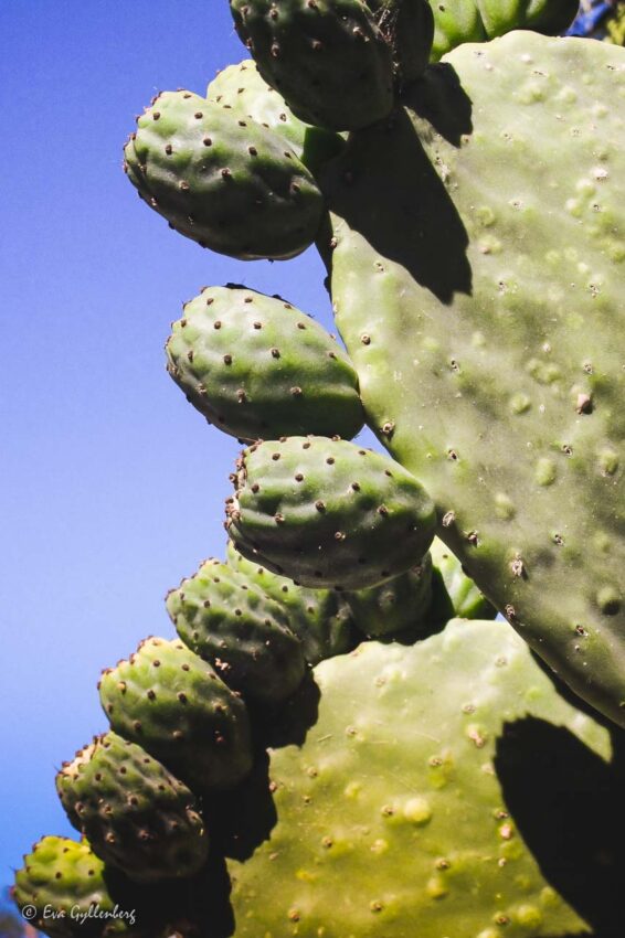 Kaktusfrukter på en kaktus