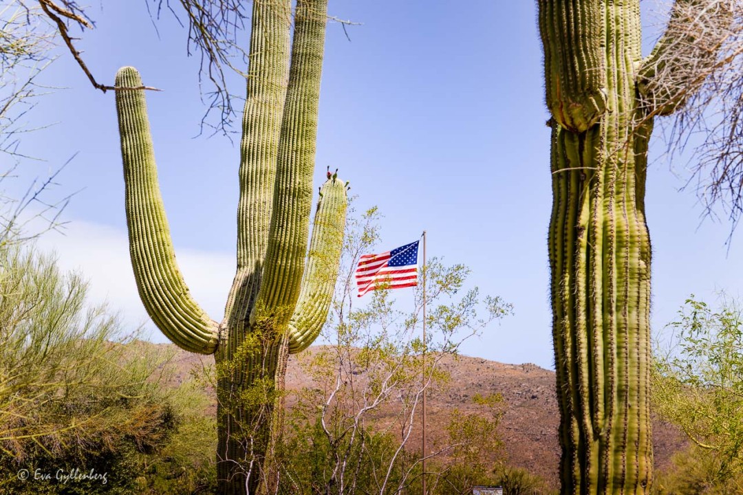 Amerikansk flagga och stora saguaro