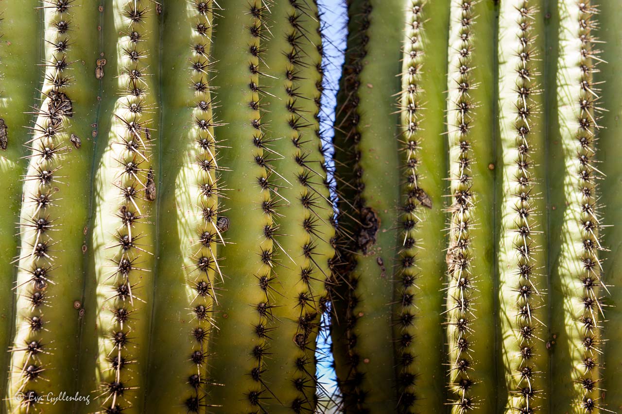 Thorns and cacti