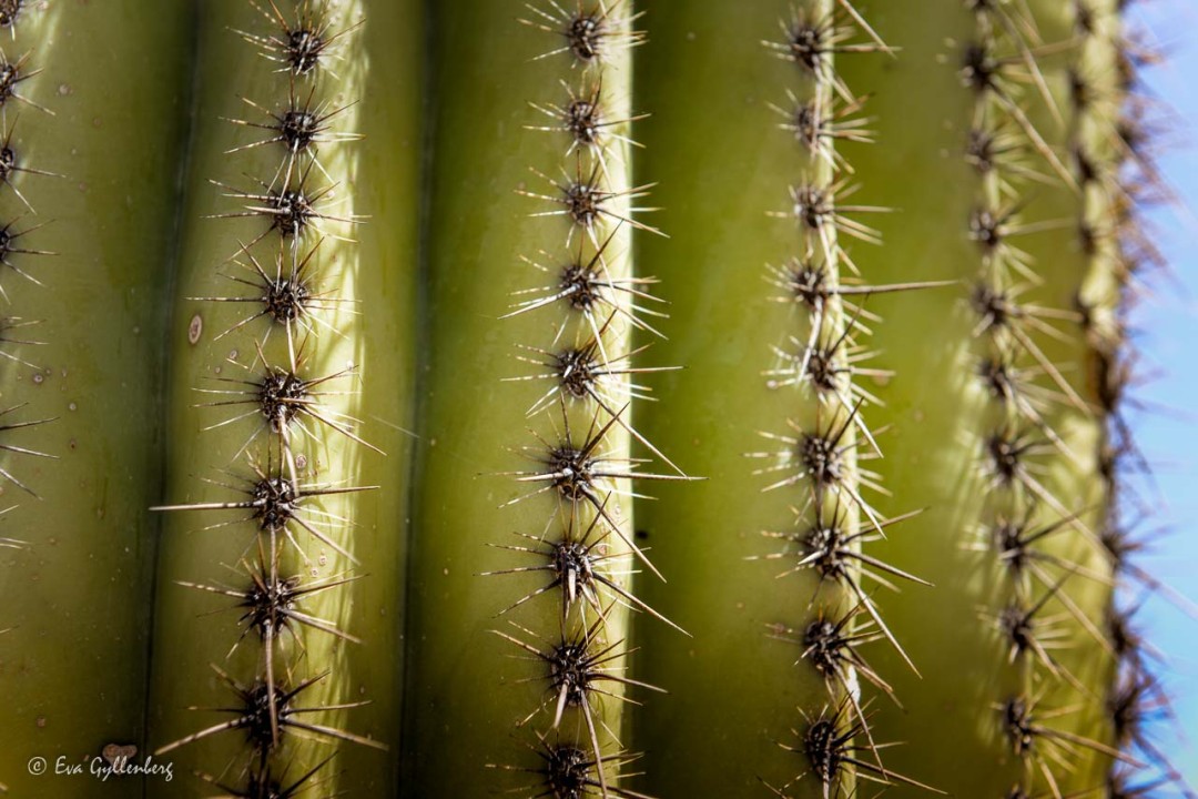 Hög och ståtlig Saguaro i öknen