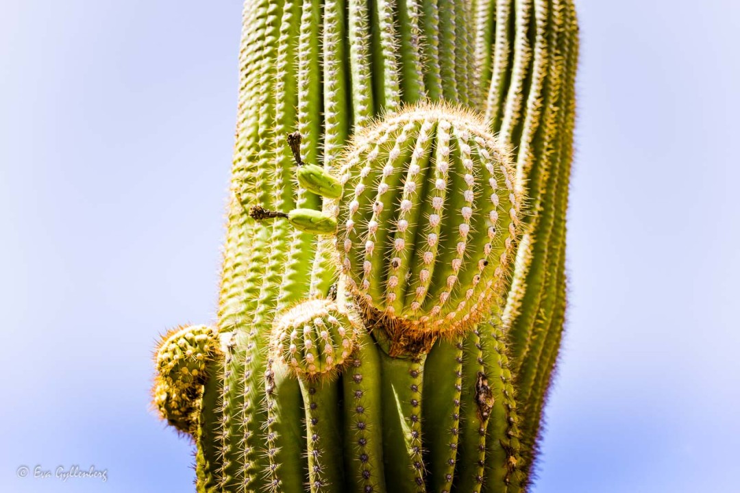 Stor kaktus med kaktusbollar
