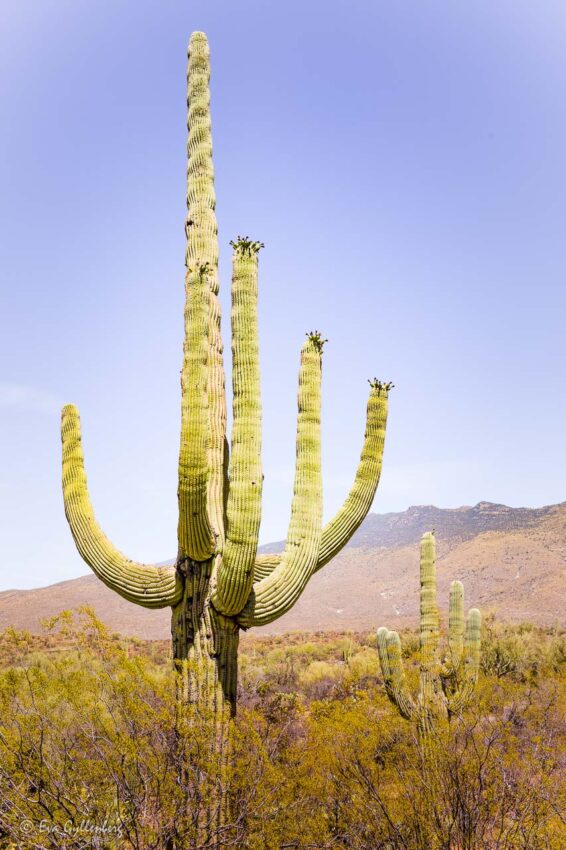 Hög och ståtlig Saguaro i öknen