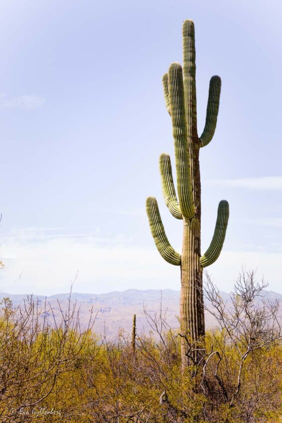 Hög och ståtlig Saguaro i öknen