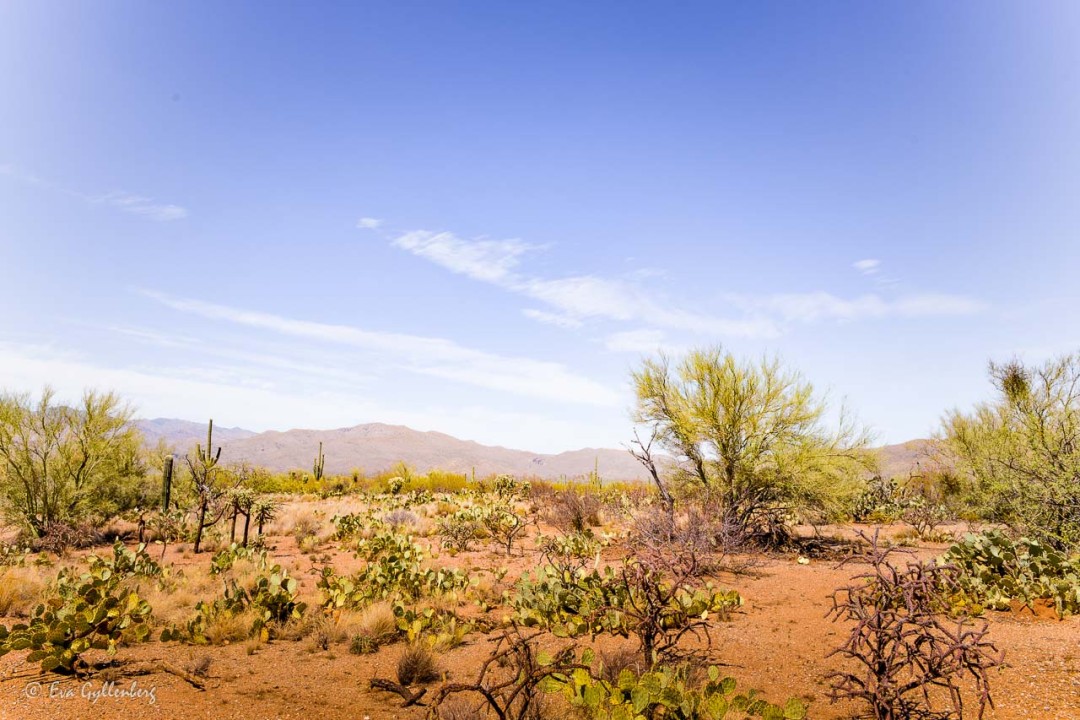 Saguaro desert landscape