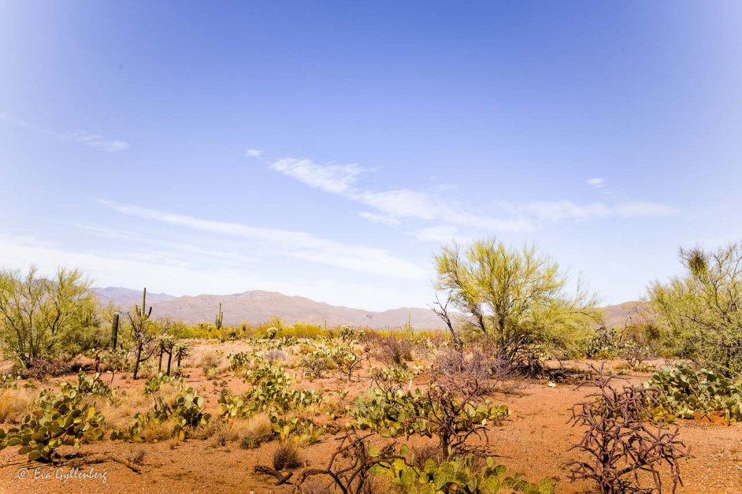 Ökenlandskap i Saguaro