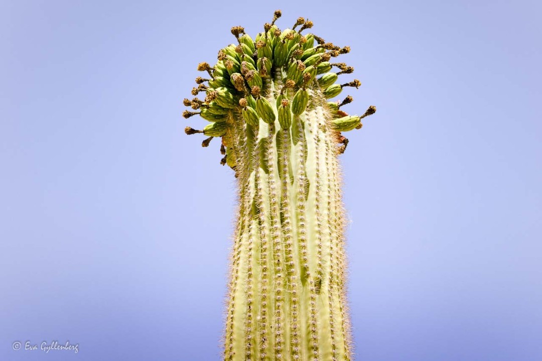 Kaktus som blommar i toppen