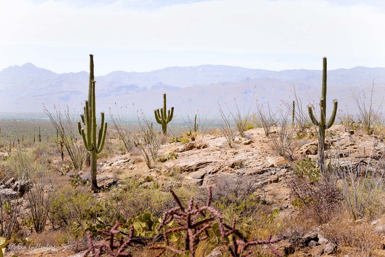 Saguaro National Park utanför Tucson, Arizona
