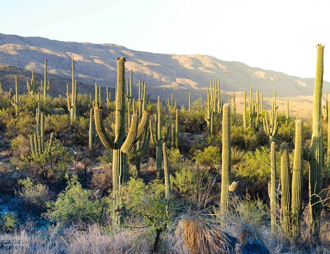 Saguaro National Park outside of Tucson, Arizona