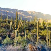 Saguaro National Park utanför Tucson, Arizona