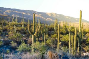 Saguaro National Park outside of Tucson, Arizona