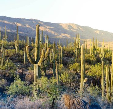 Saguaro National Park utanför Tucson, Arizona