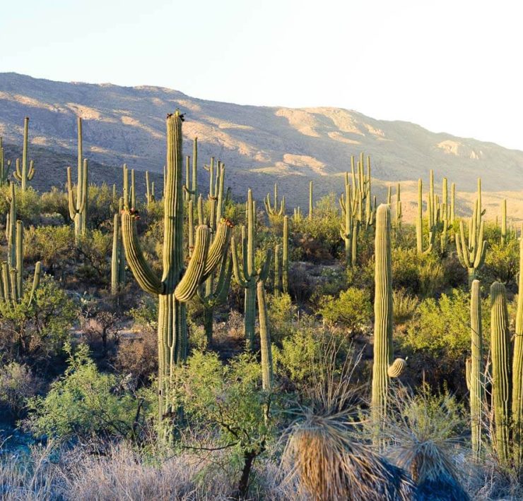 Saguaro National Park utanför Tucson, Arizona