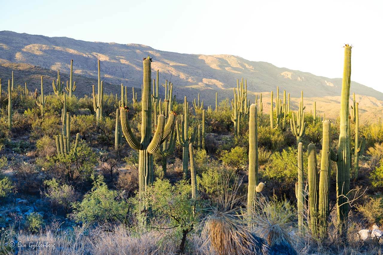 Saguaro National Park utanför Tucson, Arizona