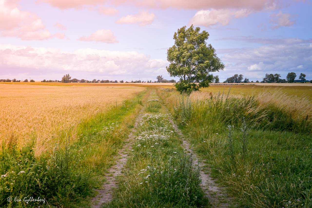 Ett sädesfält med en väg i Skåne