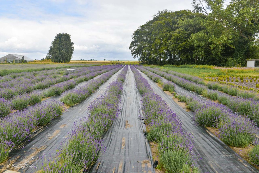 Lavender field in Österlen