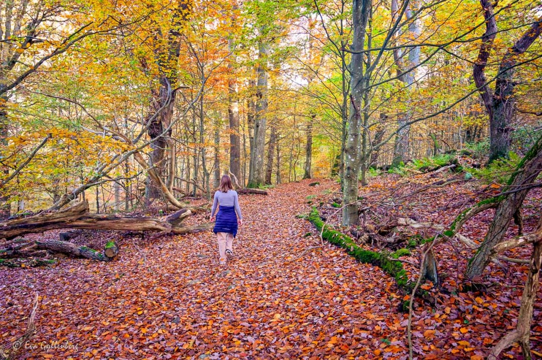 Flicka vandrar i en skog av höstfärger