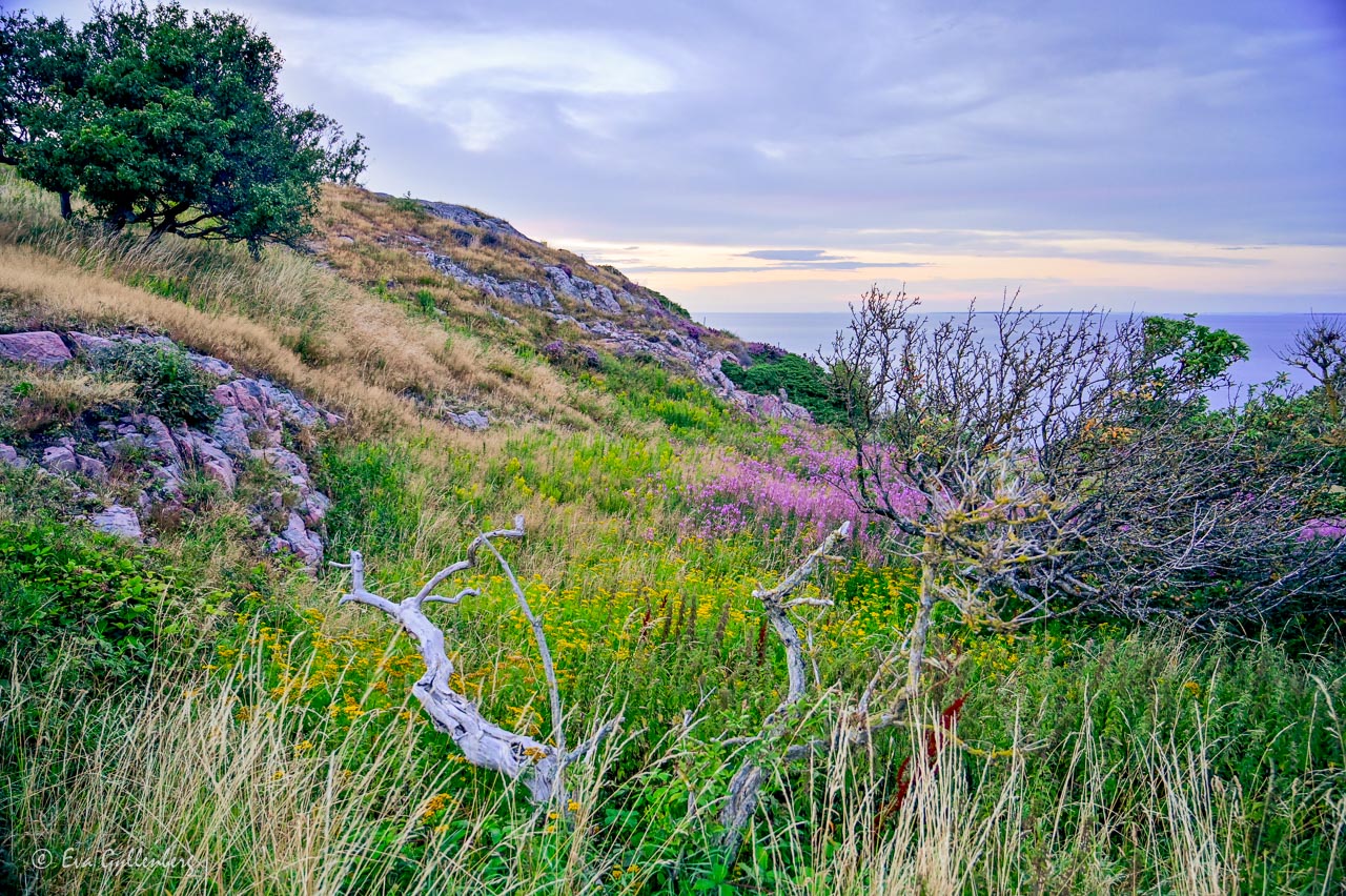 Blommande klippor vid havet