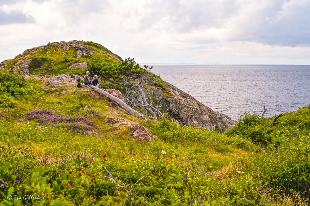 Par med hund som har picknick vid havet på en brant klippa