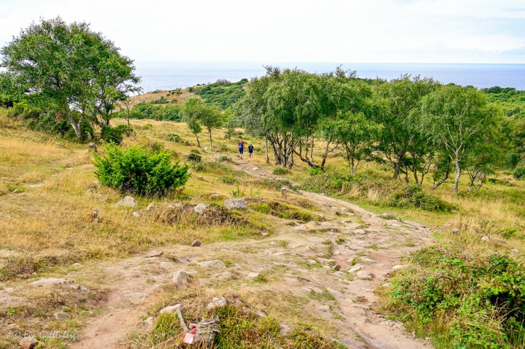 Brant vandringsled nedför en kulle med havet i bakgrunden