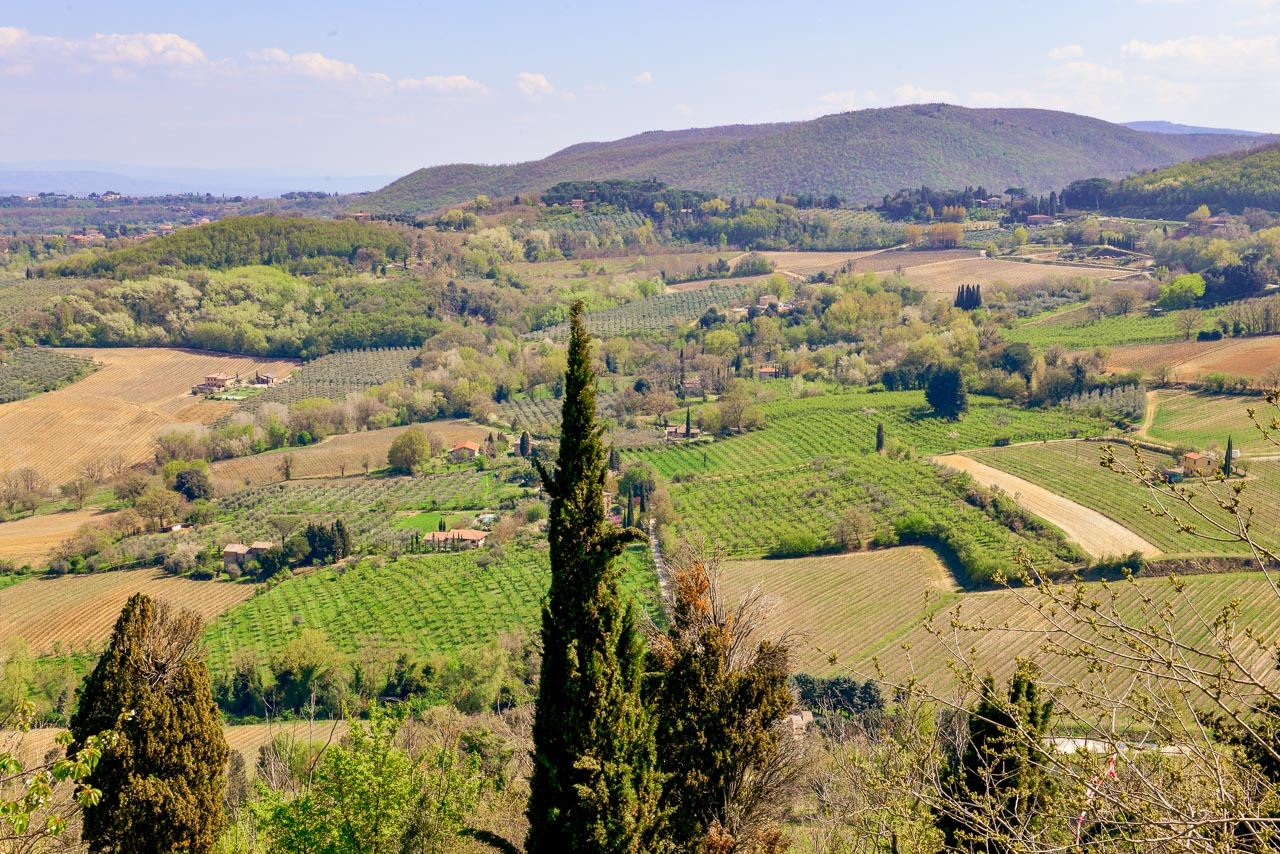 Vingårdar och cypresser i ett Toscanskt landskap