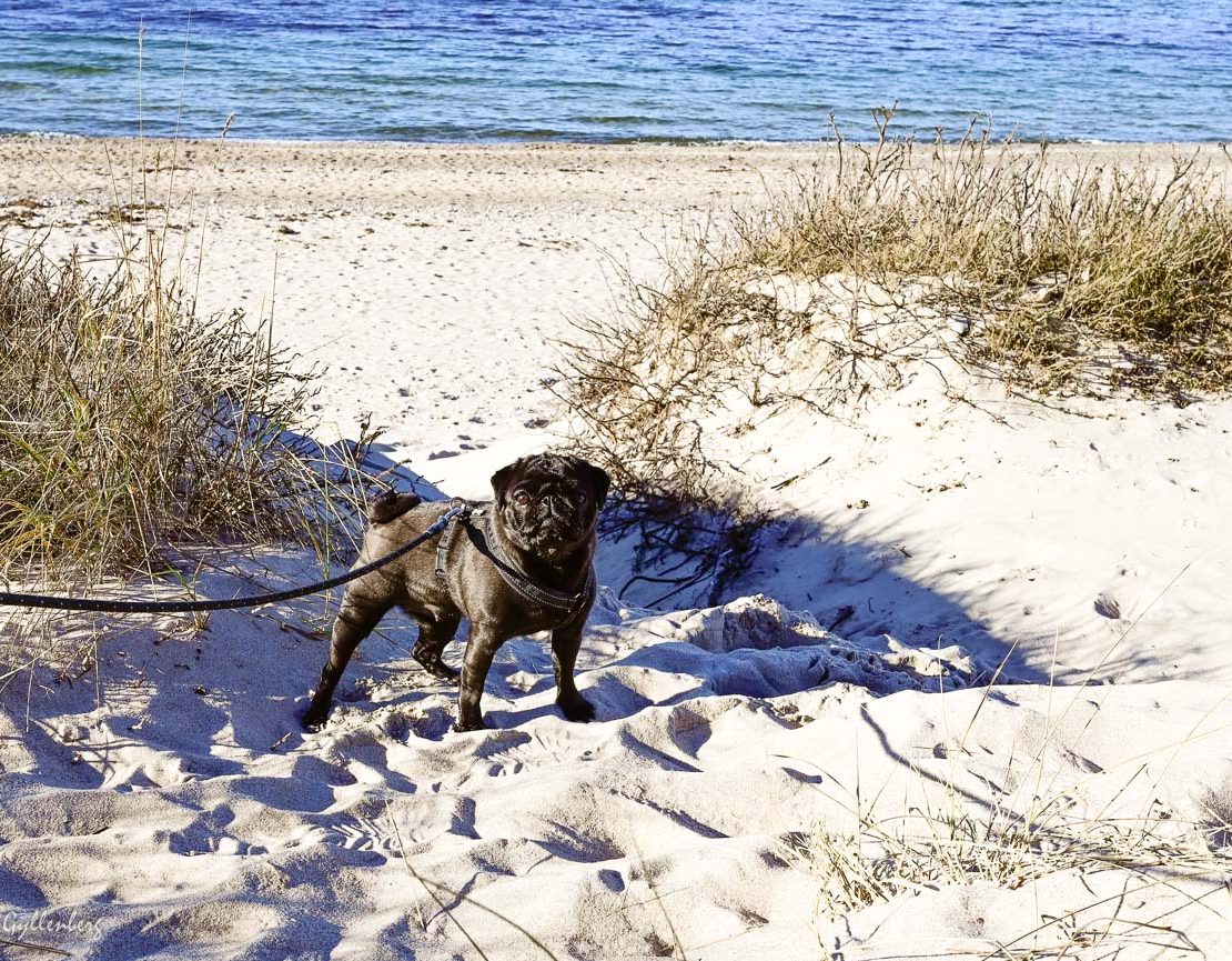 Travel to Denmark with a dog