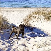 Resa till Danmark med hund