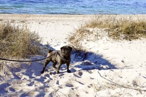 Travel to Denmark with a dog
