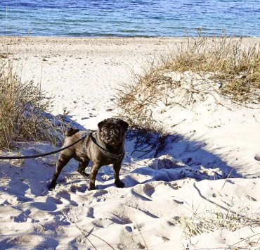 Resa till Danmark med hund