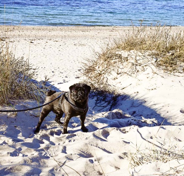 Resa till Danmark med hund