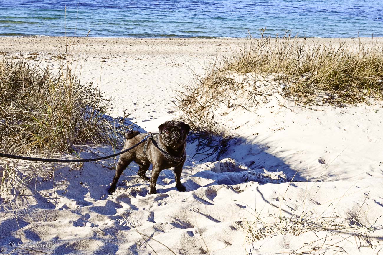 Resa till Danmark med hund