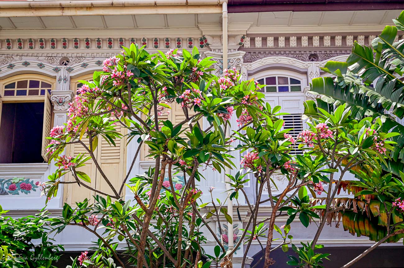 Frangipani framför Shophouses