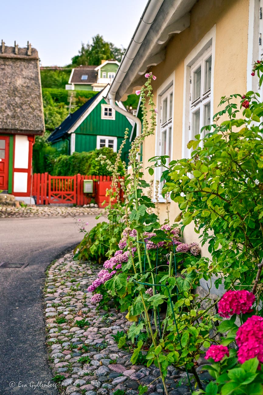 Gula och gröna hus med hortensia och stockrosor