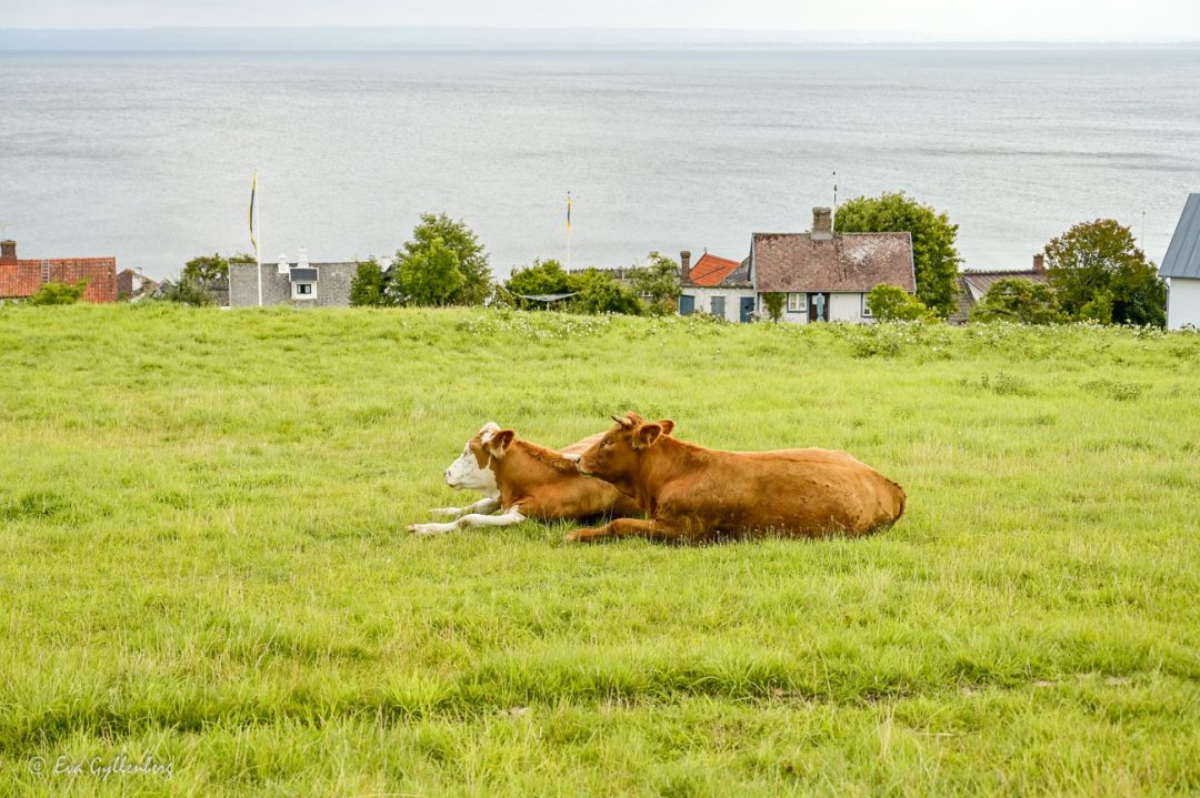 Cows on the slope towards the sea in Arild