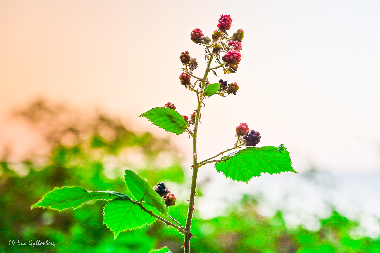 Blackberries in Arild