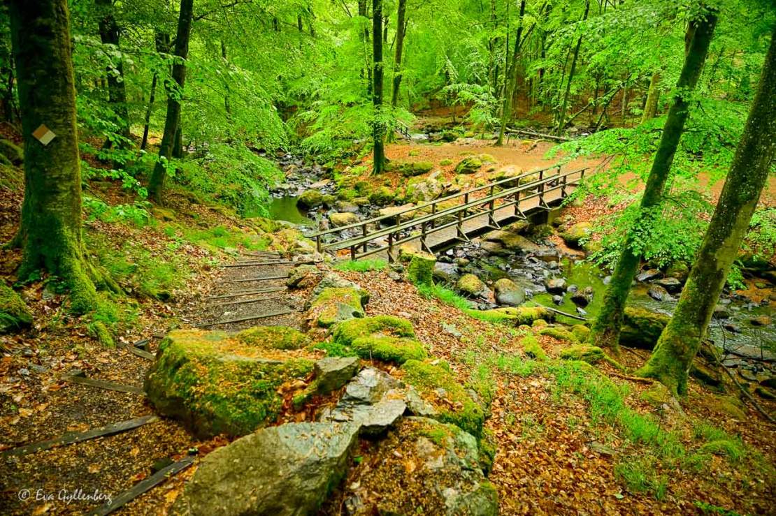 Vandringsled ner i grönskande skog i naturreservat kring Kristianstad