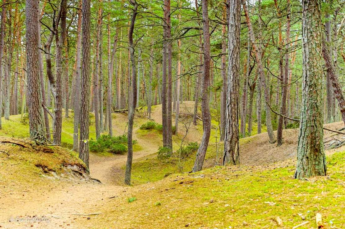 Tallar över små kullar vid Äspet