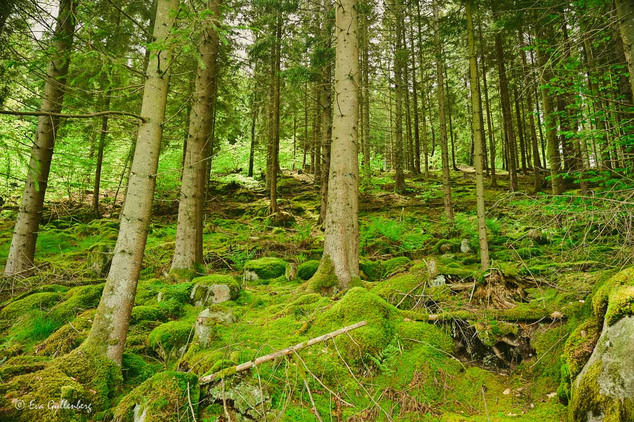 Tallar och mossa vid Lerjevallen