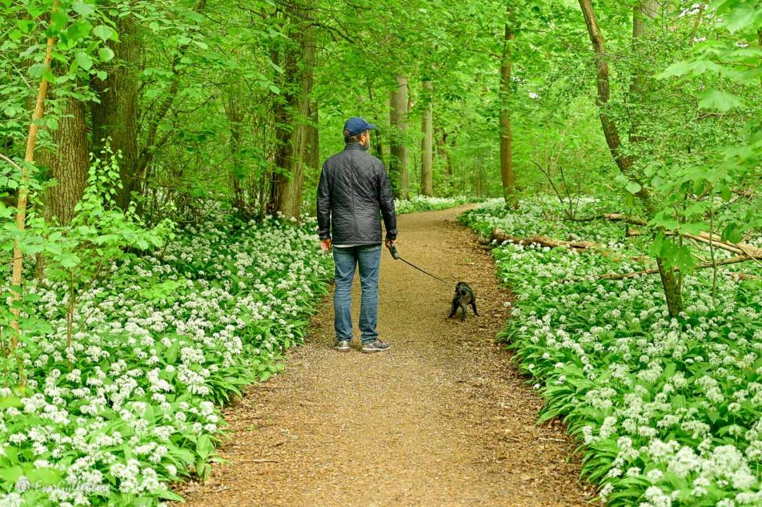 Blommande ramslök och man med hund på vandringsled i Norra Lingenäset