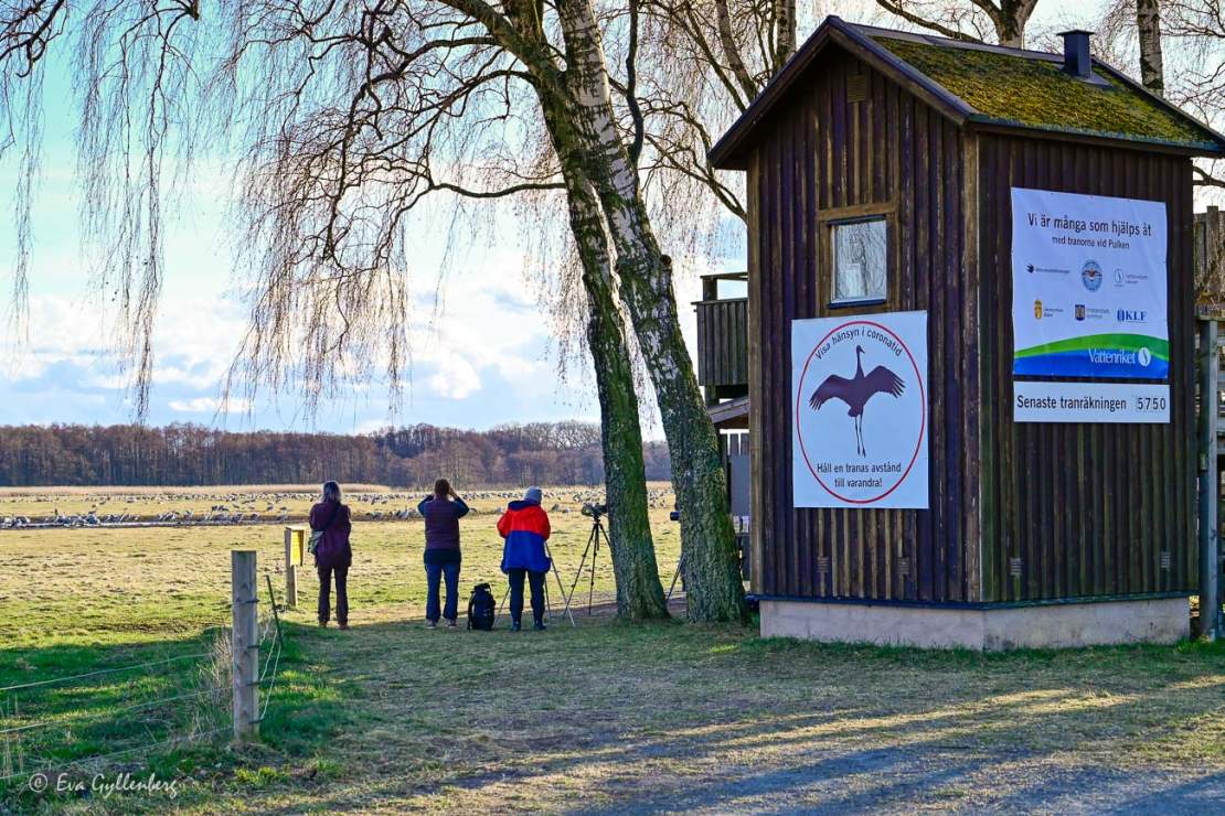 Besökare som spanar på tranor vid Pulken